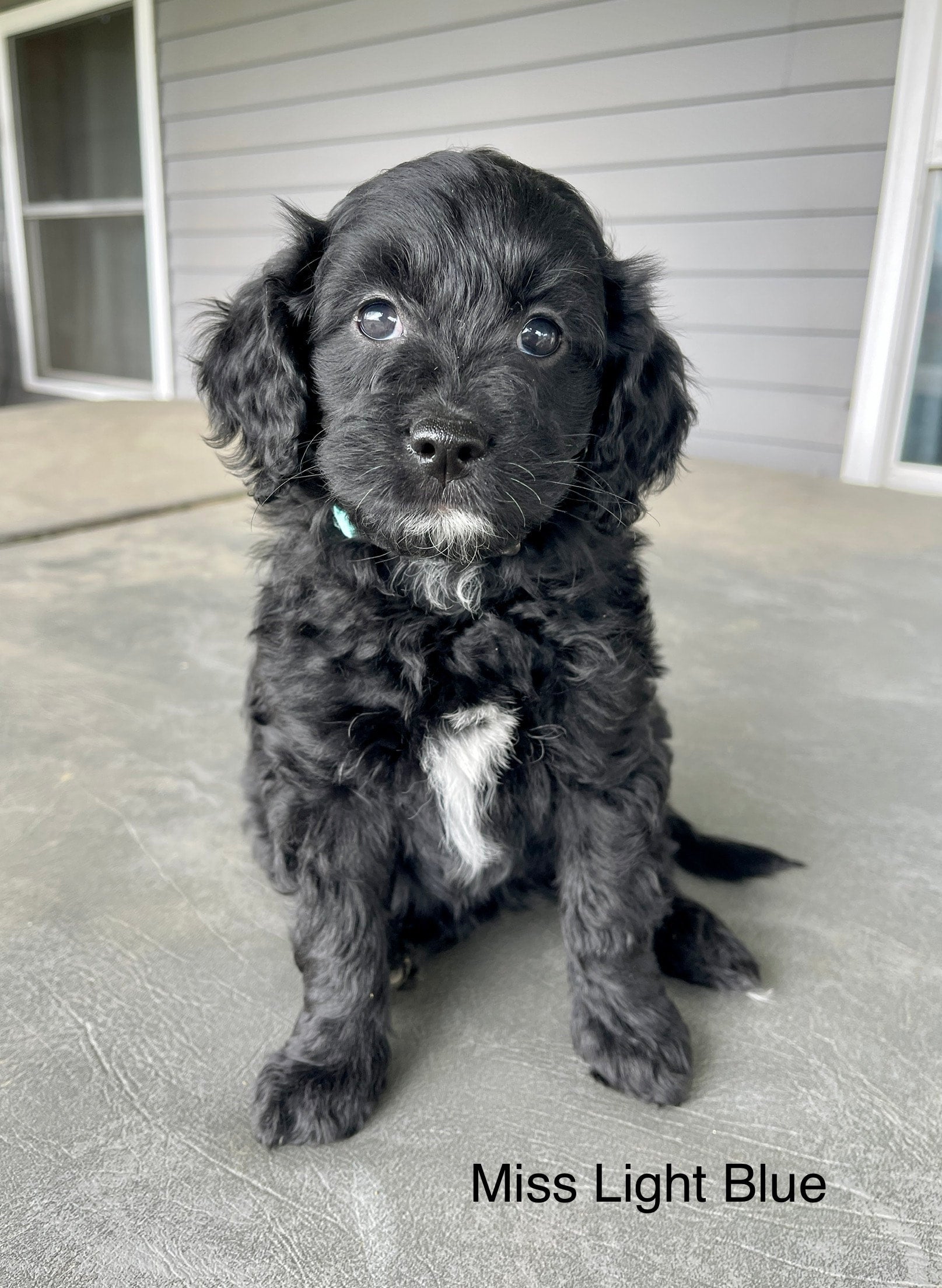 Black mini goldendoodle hotsell puppies