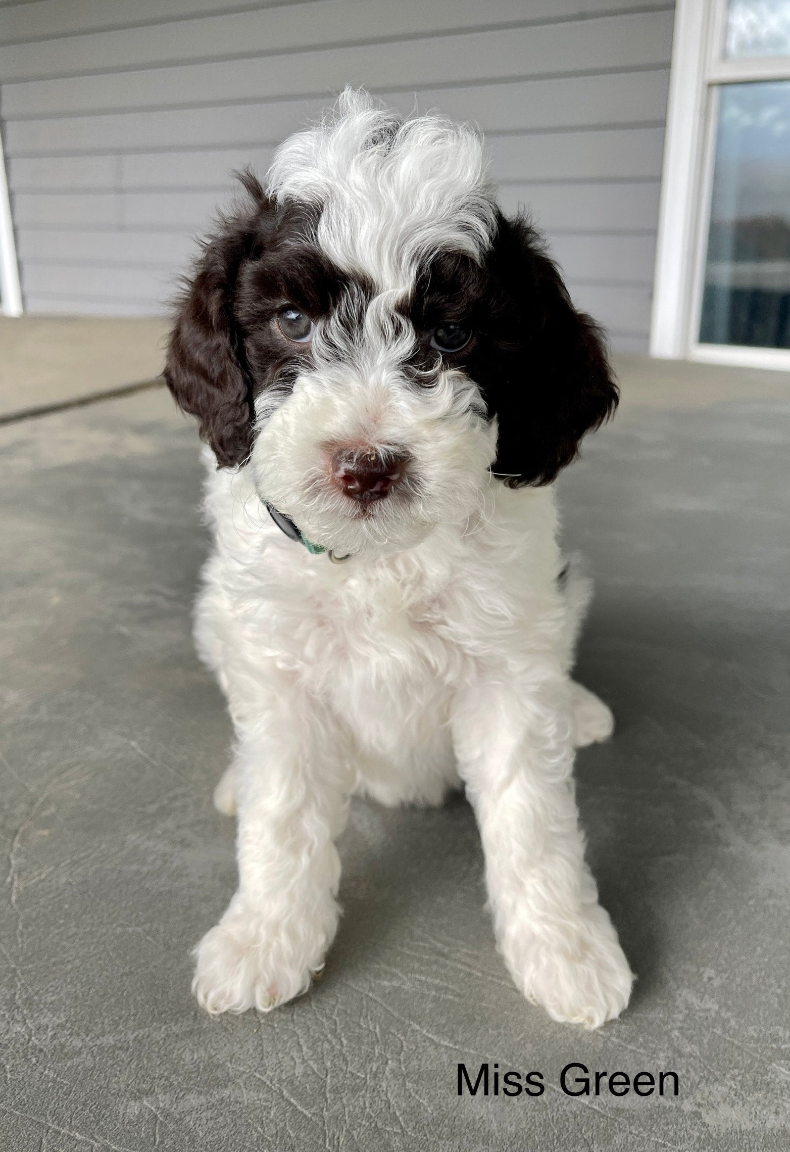 Miss Green Cream and Chocolate Parti Female Mini Goldendoodle