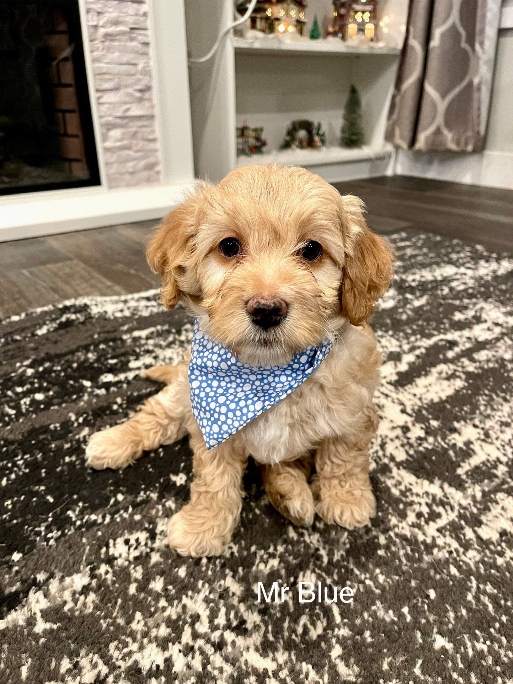 Caramel mini goldendoodle discount